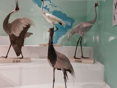 -盐城丹顶鹤湿地生态旅游区