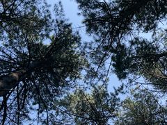 -帽儿山国家森林公园