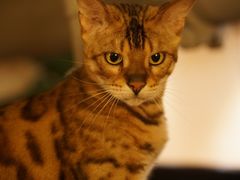 -猫友咖啡店(玉林西路店)