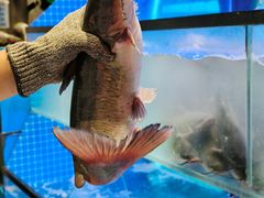 -鱼酷活鱼烤鱼(恒隆广场店)