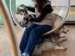 -Husky Go! 哈士奇体验馆·宠物咖啡厅狗咖