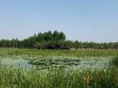 -东郊湿地公园