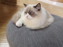 -猫和宫(六道口店)