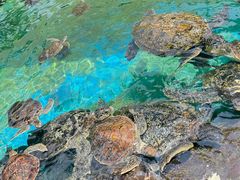 -海合安成都极地海洋公园