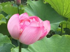 -陈家山荷花公园