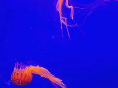 -上海海洋水族馆