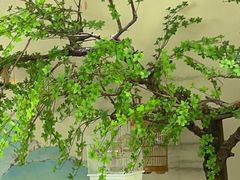 -小厨娘淮扬菜(诚信大道店)
