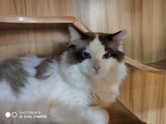 -白兔子密室(长寿路店)