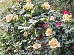 -人民公园(罗湖区)