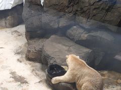 -海合安武汉极地海洋公园