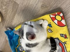 -柴迷FANS CLUB·柴犬狗咖·猫咖