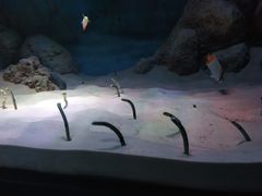 -暹罗海洋世界
