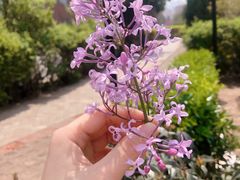 -胖太太四川麻辣排骨串(镇江路分店)