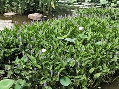 -自然风素食自助餐厅(黄河北路店)