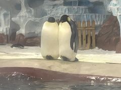 -海合安武汉极地海洋公园