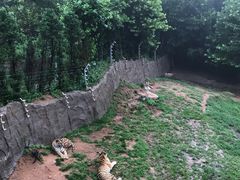 -西霞口神雕山野生动物世界