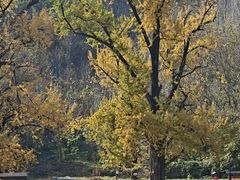 -千年银杏谷文化旅游区