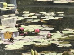 -云溪植物园