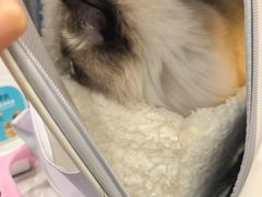-艾贝尔宠物医院·宠保定点·超声绝育·免疫点(樱花路店)