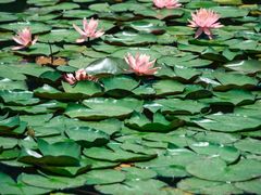 -白鹭湾湿地公园