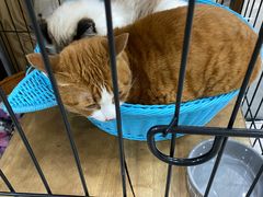 -四月宠物医院·猫专科·心脏专科·内科(转塘店)
