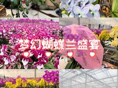 -龙大花卉苗木市场