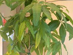 -格林东方酒店(北京国贸四惠高碑店地铁站店)