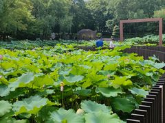 -陈家山荷花公园