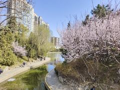 -团结湖公园
