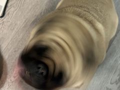 -宠物家(双井店)