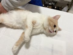 -灵美宠物诊所