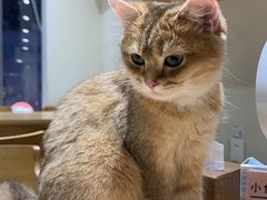 -藏猫猫咖啡主题馆(中央大道店)