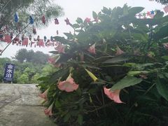 -金水泊山庄·花椒鸡(铁山坪店)