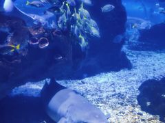 -海合安武汉极地海洋公园