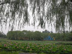 -尚庄度假村·庭台树下·户外烧烤·团建CS·轰趴营地(上庄水库店)