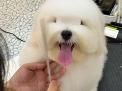 -momokira米努特·德文卷毛猫·棉花面纱犬