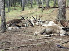 -莫尔道嘎国家森林公园