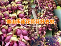 -文华公园(禅城区)