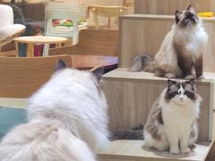 -藏猫猫咖啡主题馆(中央大道店)