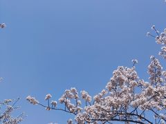 -高东镇樱花园