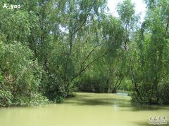 -大湾区中央湿地公园