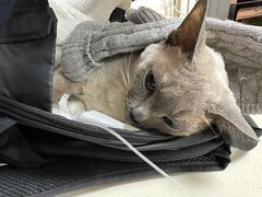 -宠颐生中康贝怡动物医院