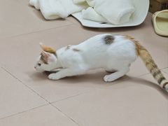 -博特宠物医院24h犬猫全科.骨科·异宠