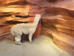 -酷嗒动物文化乐园(cutezoo西溪乐天城店)