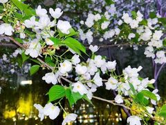 -西北湖绿化广场