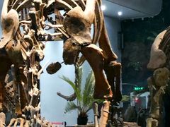 -自贡恐龙博物馆