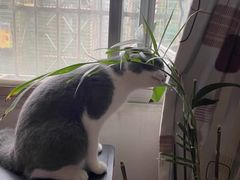 -宠爱国际动物医院· 猫科· 外科·中兽医(长白店)