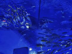 -海合安武汉极地海洋公园
