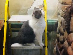 -猫咪博物馆(顶澳仔猫街店)
