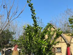 -合肥滨湖国家森林公园